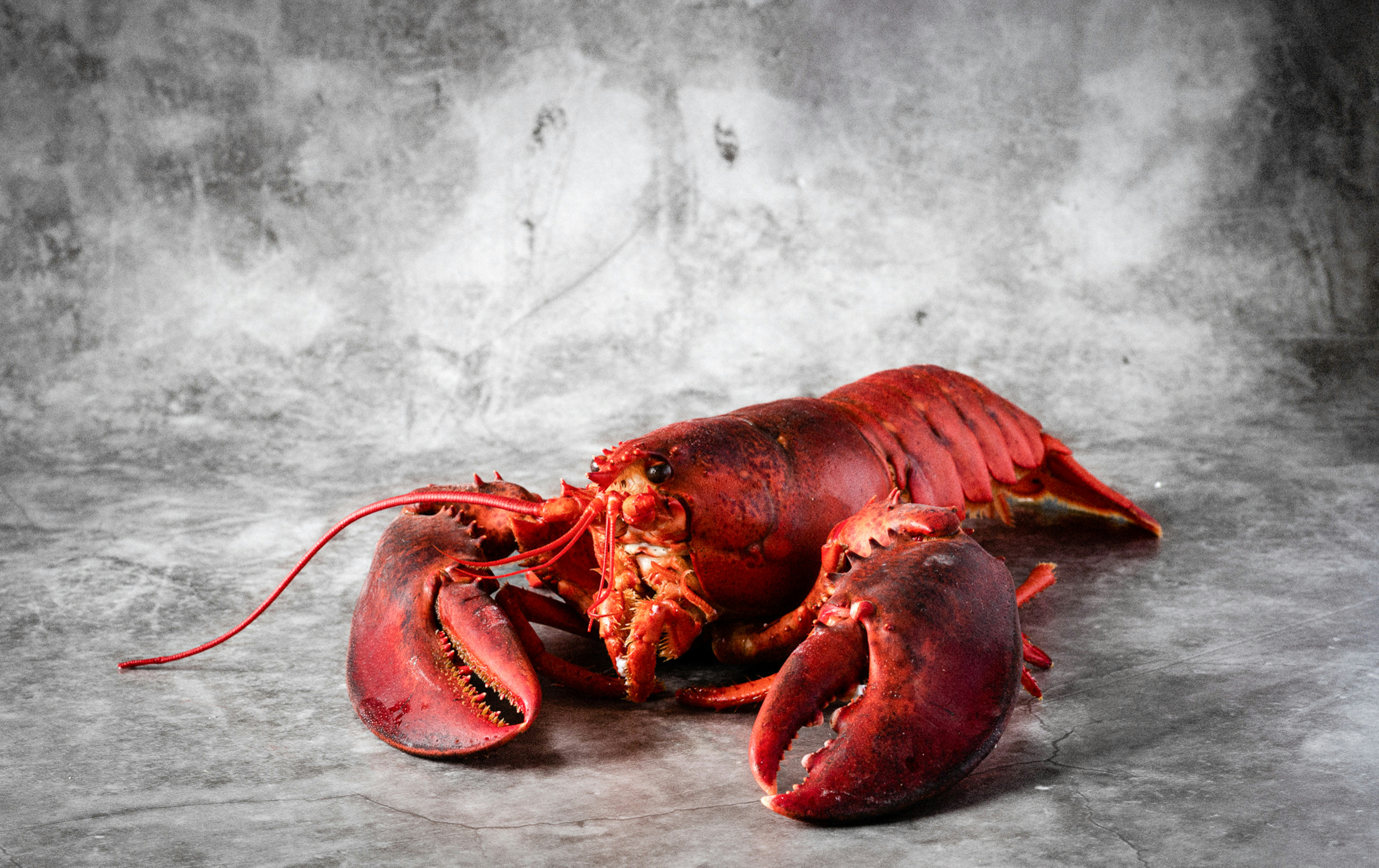 Lobster on a gray background