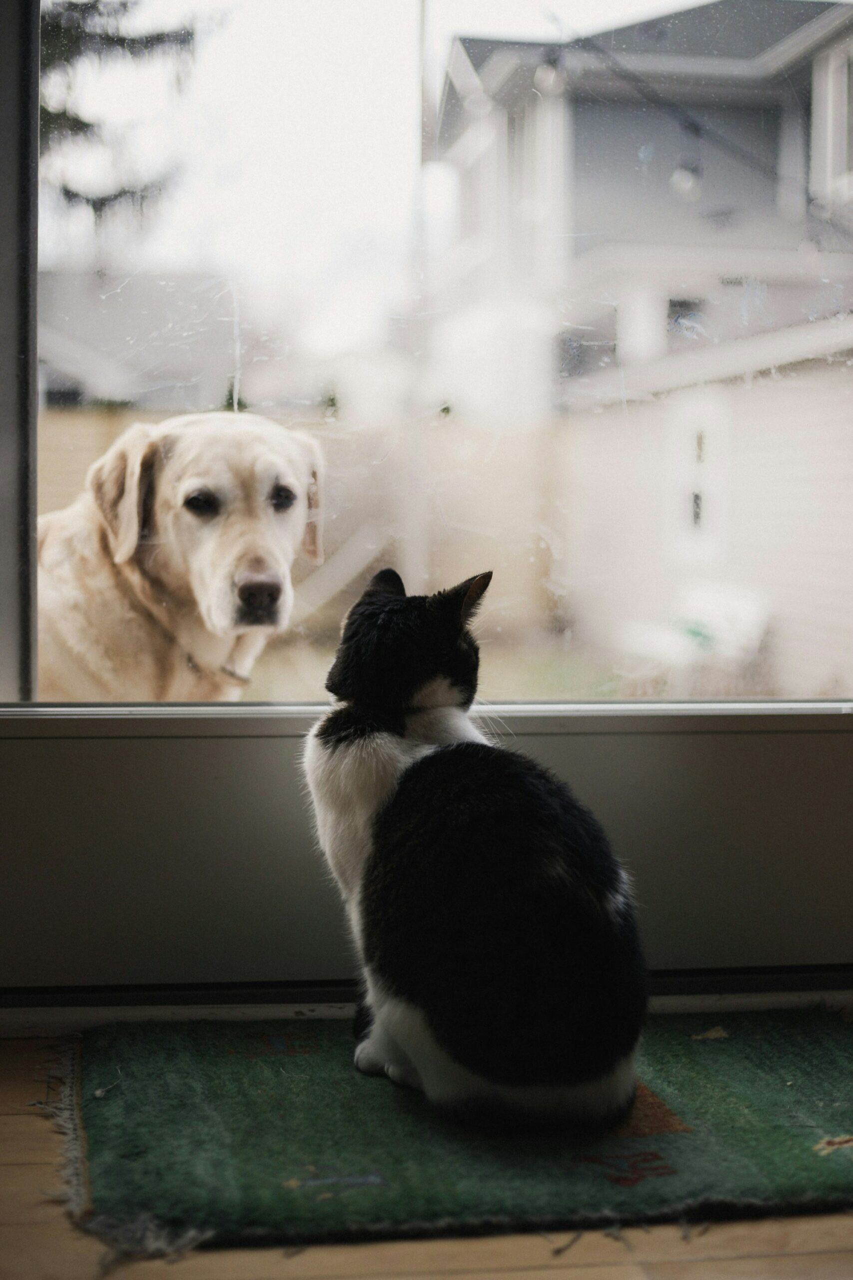 Dog looking at cat between a glass door