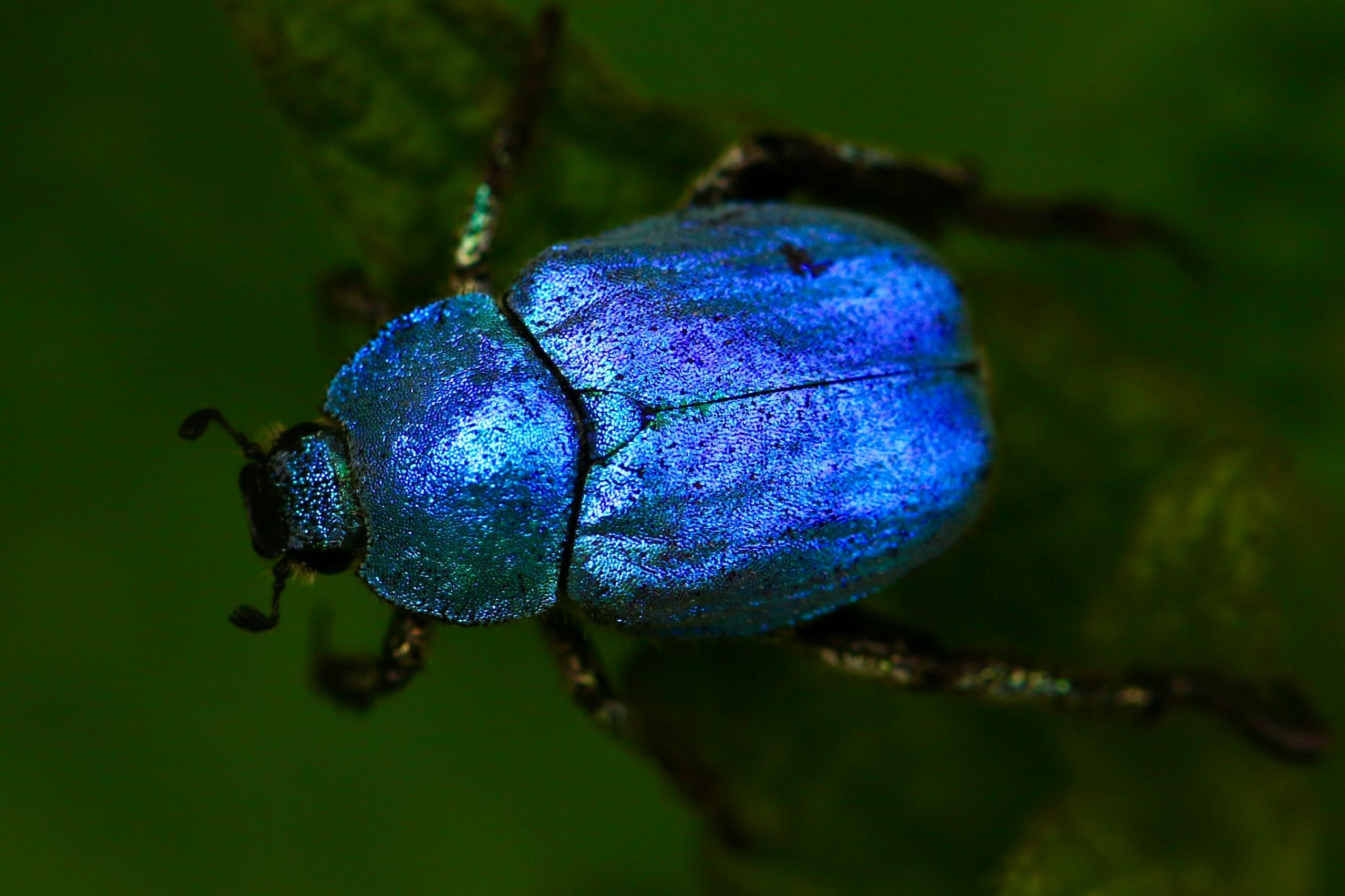 This image is of a metallic or jewel beetle. I included this image to represent the heartbleed bug.