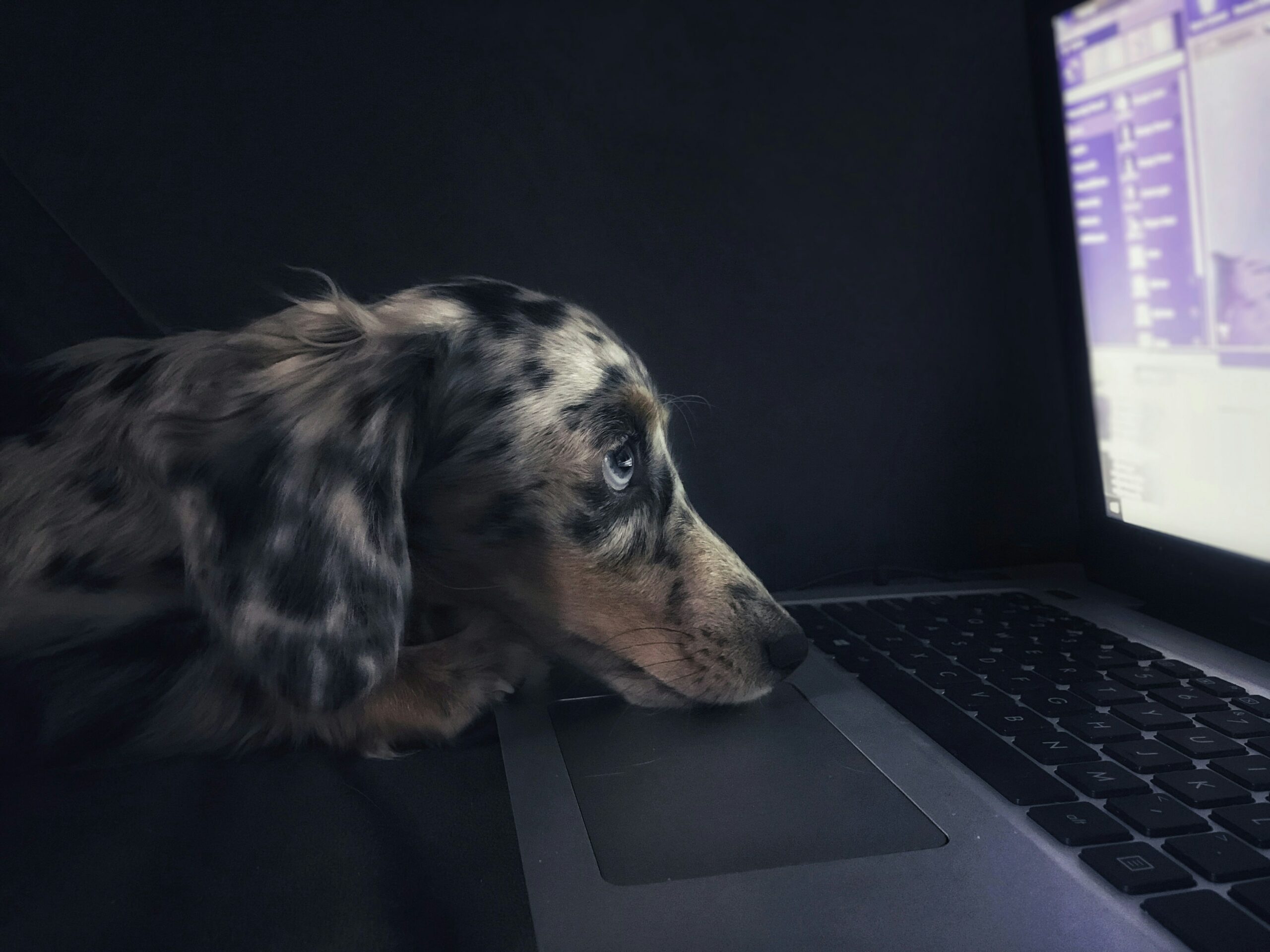 Roxy Wrote the Code